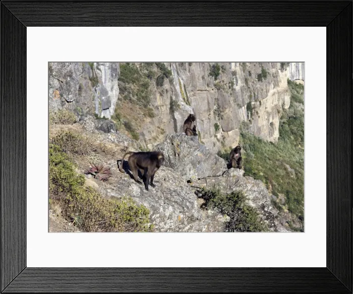 Framed Print : Gelada Baboon - group on rocks. Simien mountains - Ethiopia - Africa Framed Print : Gelada Baboon - group on rocks. Simien mountains - Ethiopia - Africa