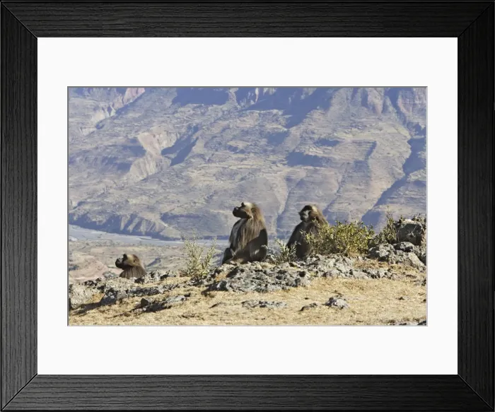Framed Print : Gelada Baboon - group. Simien mountains - Ethiopia - Africa Framed Print : Gelada Baboon - group. Simien mountains - Ethiopia - Africa