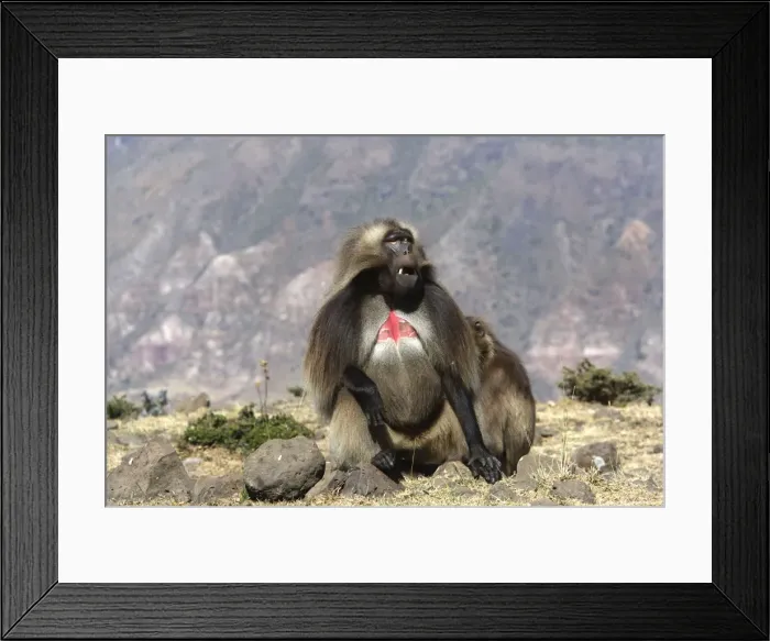 Framed Print : Gelada Baboon - adult. Simien mountains - Ethiopia - Africa Framed Print : Gelada Baboon - adult. Simien mountains - Ethiopia - Africa