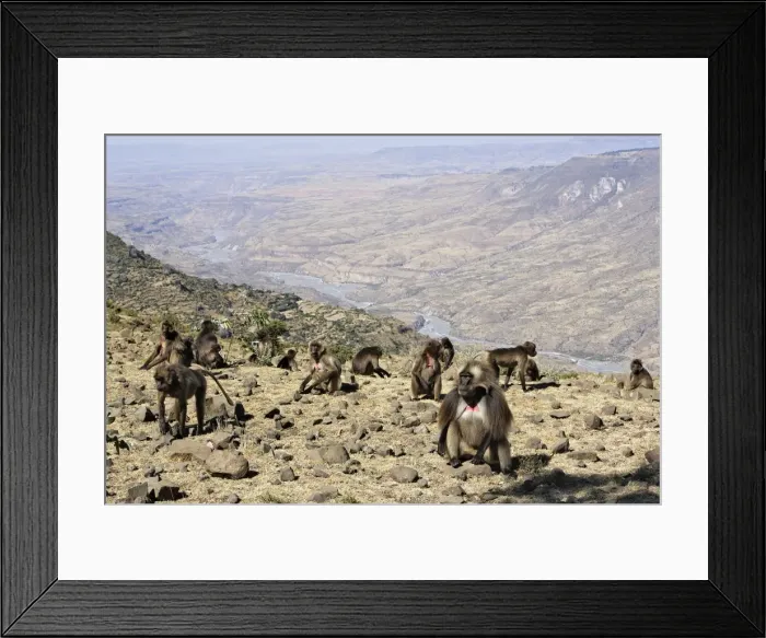 Framed Print : Gelada Baboon - group on rocks. Simien mountains - Ethiopia - Africa Framed Print : Gelada Baboon - group on rocks. Simien mountains - Ethiopia - Africa