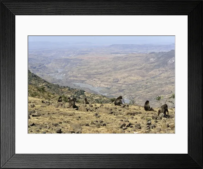 Framed Print : Gelada Baboon - group on rocks. Simien mountains - Ethiopia - Africa Framed Print : Gelada Baboon - group on rocks. Simien mountains - Ethiopia - Africa