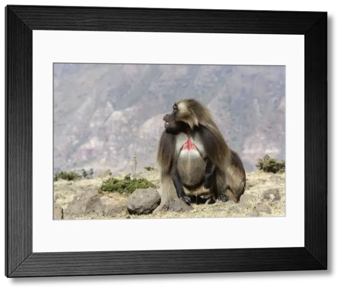 Framed Print : Gelada Baboon - adult. Simien mountains - Ethiopia - Africa Framed Print : Gelada Baboon - adult. Simien mountains - Ethiopia - Africa