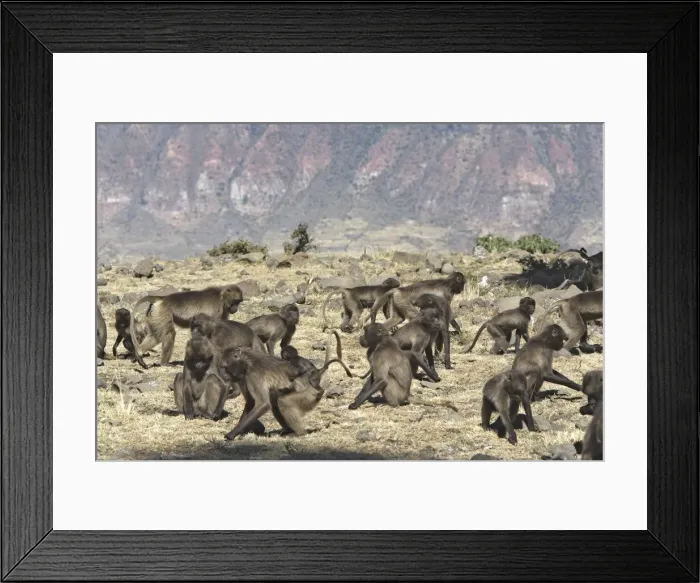 Framed Print : Gelada Baboon - group. Simien mountains - Ethiopia - Africa Framed Print : Gelada Baboon - group. Simien mountains - Ethiopia - Africa