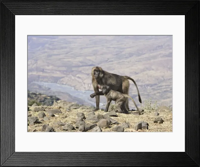 Framed Print : Gelada Baboon - adult with baby. Simien mountains - Ethiopia - Africa Framed Print : Gelada Baboon - adult with baby. Simien mountains - Ethiopia - Africa