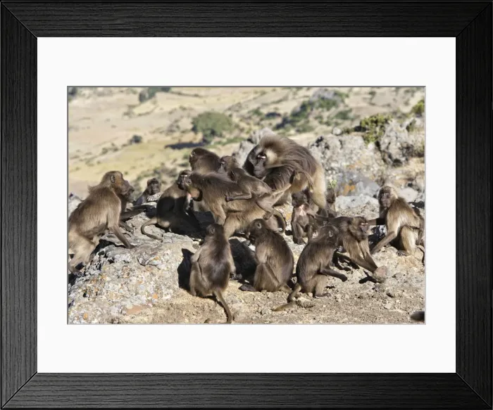 Framed Print : Gelada Baboon - adult. Simien mountains - Ethiopia - Africa Framed Print : Gelada Baboon - adult. Simien mountains - Ethiopia - Africa