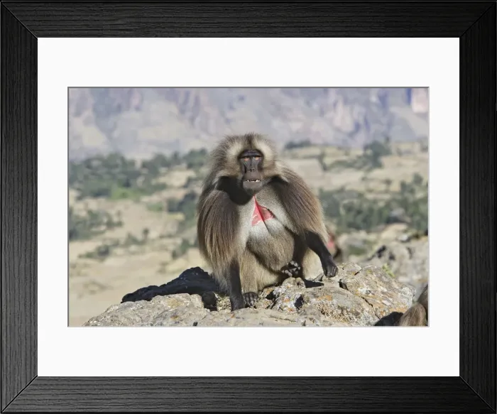 Framed Print : Gelada Baboon - adult. Simien mountains - Ethiopia - Africa Framed Print : Gelada Baboon - adult. Simien mountains - Ethiopia - Africa