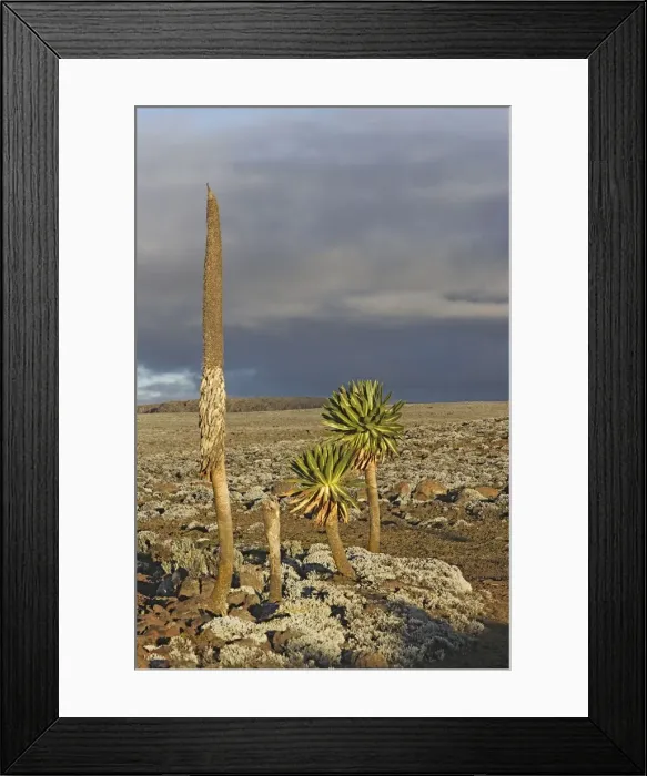 Framed Print : Giant Lobelia. Bale Mountains - Ethiopia. 4000 m- 4300 m Framed Print : Giant Lobelia. Bale Mountains - Ethiopia. 4000 m- 4300 m