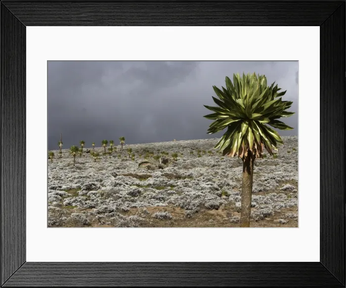 Framed Print : Giant Lobelia. Bale Mountains - Ethiopia - Africa. 4000 m- 4300 m Framed Print : Giant Lobelia. Bale Mountains - Ethiopia - Africa. 4000 m- 4300 m