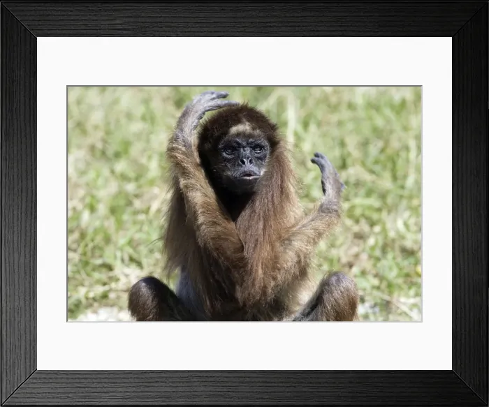 Framed Print : White-bellied / Long-Haired / White-fronted Spider Monkey. Venezuela Framed Print : White-bellied / Long-Haired / White-fronted Spider Monkey. Venezuela