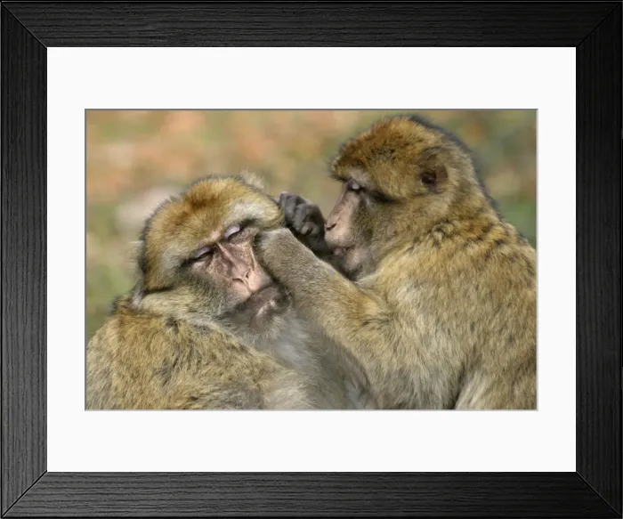 Framed Print : Barbary Macaque / Barbary Ape / Rock Ape - two grooming. Mountain of Monkeys - Kientzheim - Alsace - France. Calling this species an ape is misleading for though it lacks a tail as do apes it is in fact a macaque Framed Print : Barbary Macaque / Barbary Ape / Rock Ape - two grooming. Mountain of Monkeys - Kientzheim - Alsace - France. Calling this species an ape is misleading for though it lacks a tail as do apes it is in fact a macaque