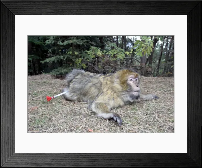 Framed Print : Barbary Macaque / Barbary Ape / Rock Ape - with tranquilizer dart. Mountain of Monkeys - Kientzheim - Alsace - France. Calling this species an ape is misleading for though it lacks a tail as do apes it is in fact a macaque Framed Print : Barbary Macaque / Barbary Ape / Rock Ape - with tranquilizer dart. Mountain of Monkeys - Kientzheim - Alsace - France. Calling this species an ape is misleading for though it lacks a tail as do apes it is in fact a macaque