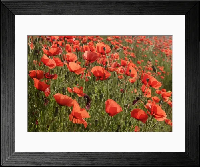 Framed Print : Common poppies - mass. Alsace - France Framed Print : Common poppies - mass. Alsace - France