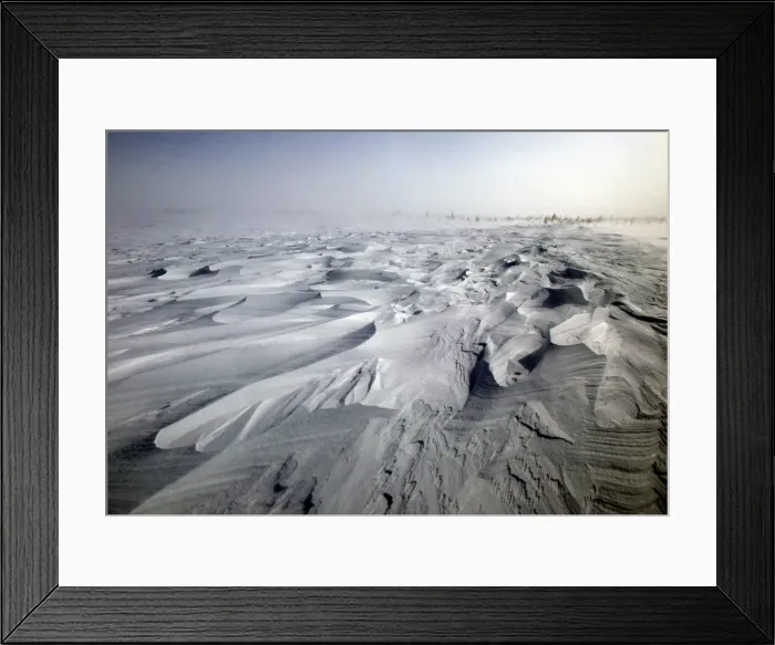 Framed Print : Tundra. Churchill. Manitoba. Canada Framed Print : Tundra. Churchill. Manitoba. Canada