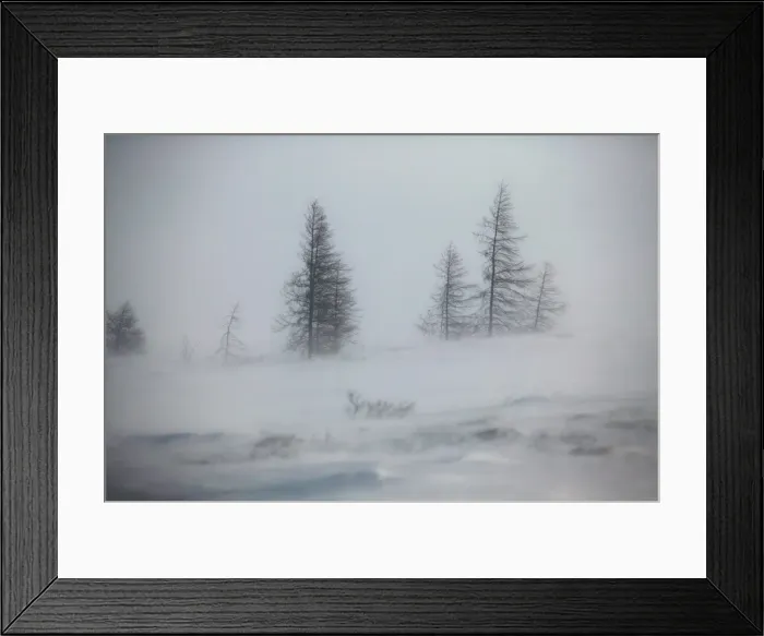Framed Print : Blizzard. Churchill. Manitoba. Canada Framed Print : Blizzard. Churchill. Manitoba. Canada
