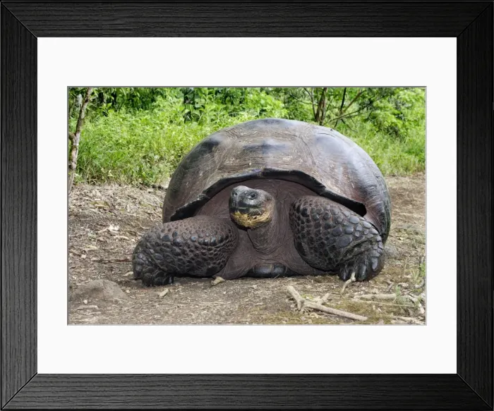 Framed Print : Giant Tortoise - On ground Framed Print : Giant Tortoise - On ground