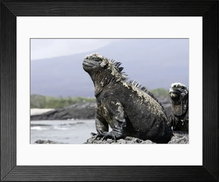 Framed Print : Marine Iguana. Santiago island. Galapagos islands Framed Print : Marine Iguana. Santiago island. Galapagos islands