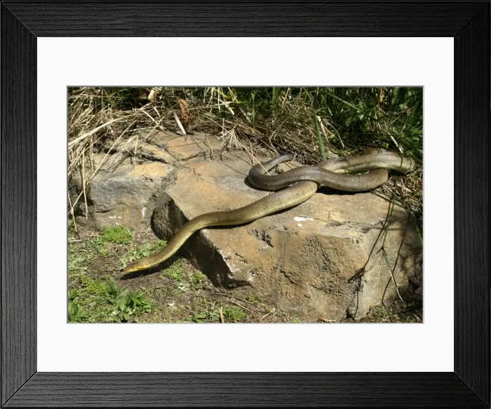 Framed Print : Macklot's Python Delphinarium Port Elisabeth. South Africa Framed Print : Macklot's Python Delphinarium Port Elisabeth. South Africa