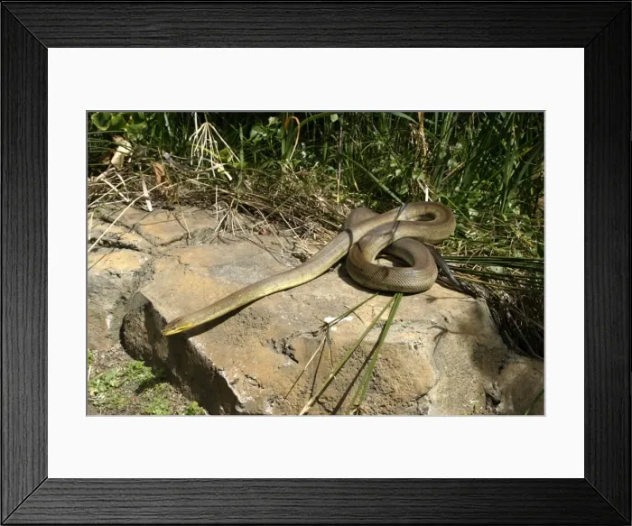 Framed Print : Macklot's Python Delphinarium Port Elisabeth. South Africa Framed Print : Macklot's Python Delphinarium Port Elisabeth. South Africa