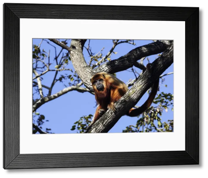 Framed Print : Brown Howler Monkey. Venezuela Framed Print : Brown Howler Monkey. Venezuela