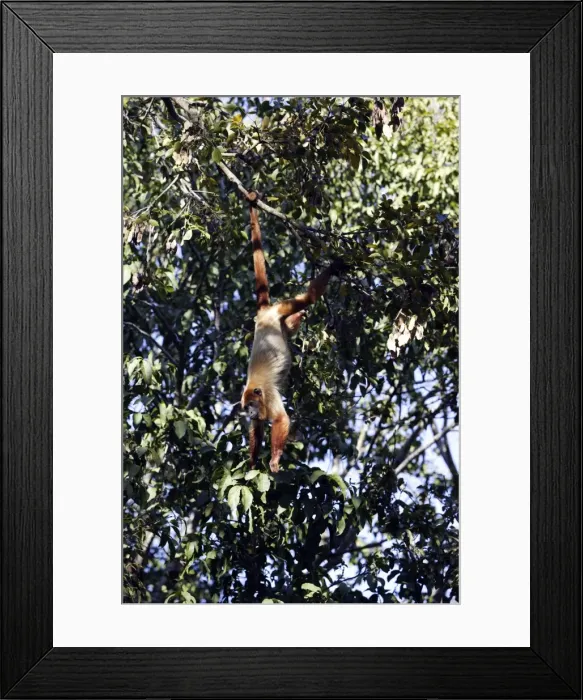 Framed Print : Brown Howler Monkey. Venezuela Framed Print : Brown Howler Monkey. Venezuela