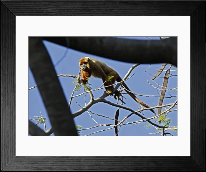 Framed Print : Brown Howler Monkey. Venezuela Framed Print : Brown Howler Monkey. Venezuela