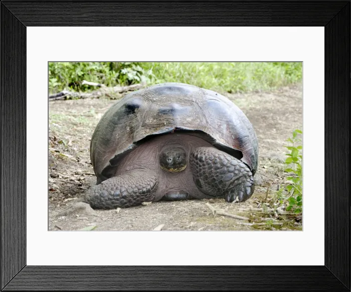 Framed Print : Galapagos Giant Tortoise. Galapagos islands