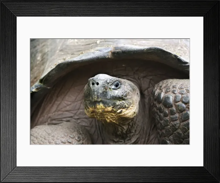 Framed Print : Galapagos Giant Tortoise. Galapagos islands Framed Print : Galapagos Giant Tortoise. Galapagos islands