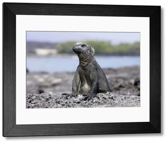 Framed Print : Marine Iguana. Santiago island - Galapagos islands Framed Print : Marine Iguana. Santiago island - Galapagos islands