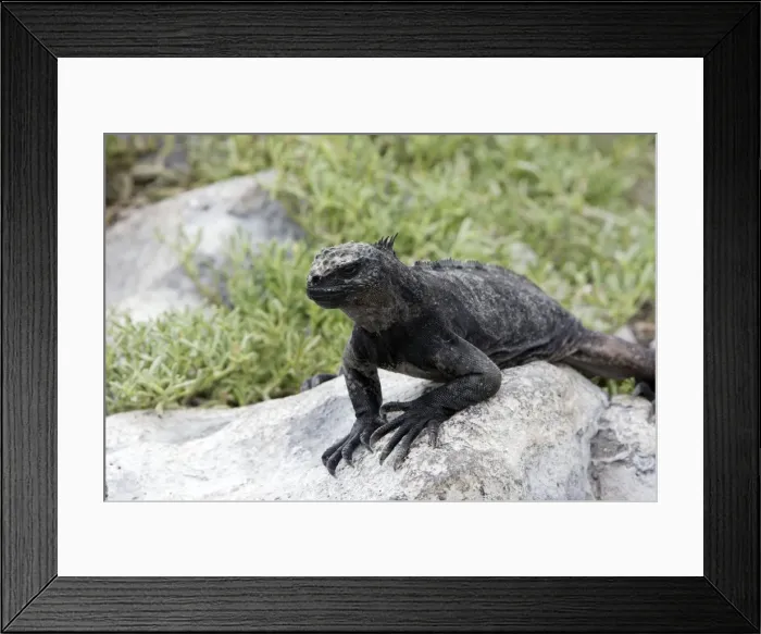Framed Print : Marine Iguana. Plazza island - Galapagos islands Framed Print : Marine Iguana. Plazza island - Galapagos islands