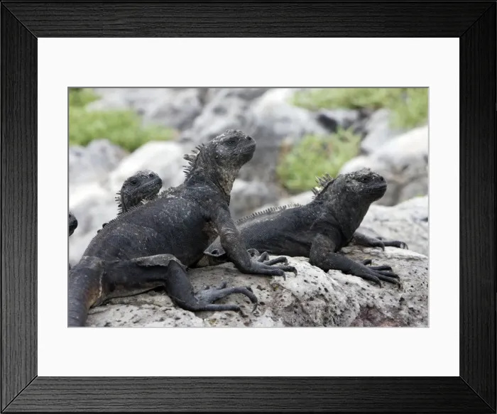 Framed Print : Marine Iguana. Plazza island - Galapagos islands Framed Print : Marine Iguana. Plazza island - Galapagos islands