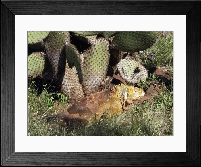 Framed Print : Land Iguana in Seymour Island. Galapagos island Framed Print : Land Iguana in Seymour Island. Galapagos island