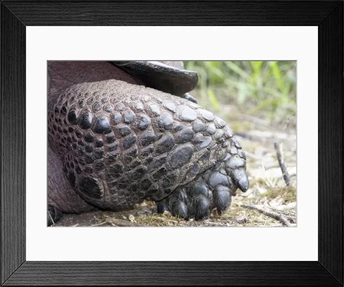 Framed Print : Galapagos Giant Tortoise