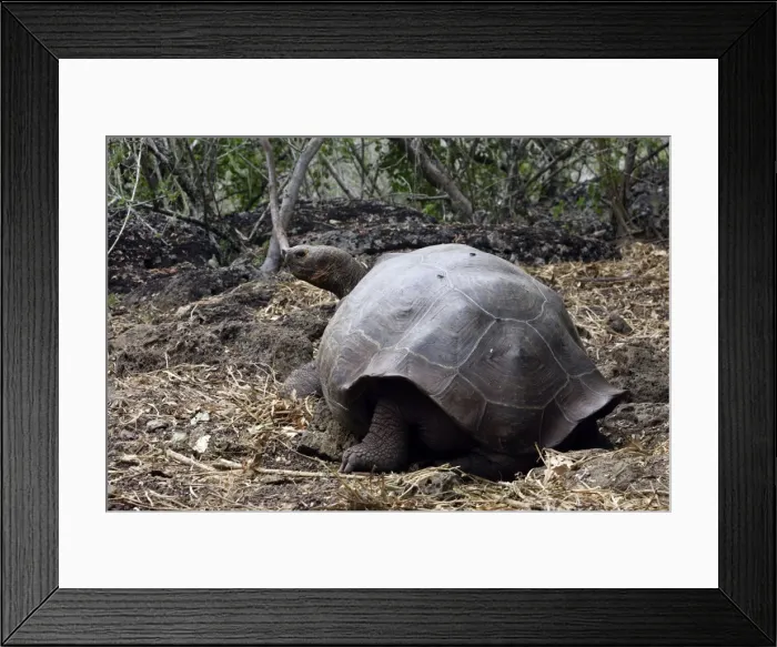Framed Print : Galapagos Giant Tortoise - Intermediate shape between Dome shape and Saddle Back Shape. San Cristobal Island - Galapagos Islands Framed Print : Galapagos Giant Tortoise - Intermediate shape between Dome shape and Saddle Back Shape. San Cristobal Island - Galapagos Islands