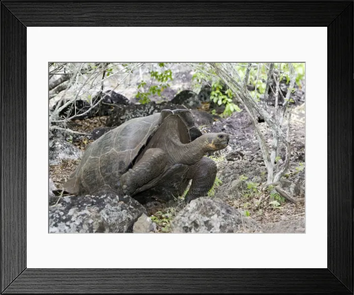 Framed Print : Giant Tortoise - Intermediate shape between Dome shape and Saddle Back Shape. San Cristobal Island - Galapagos Islands