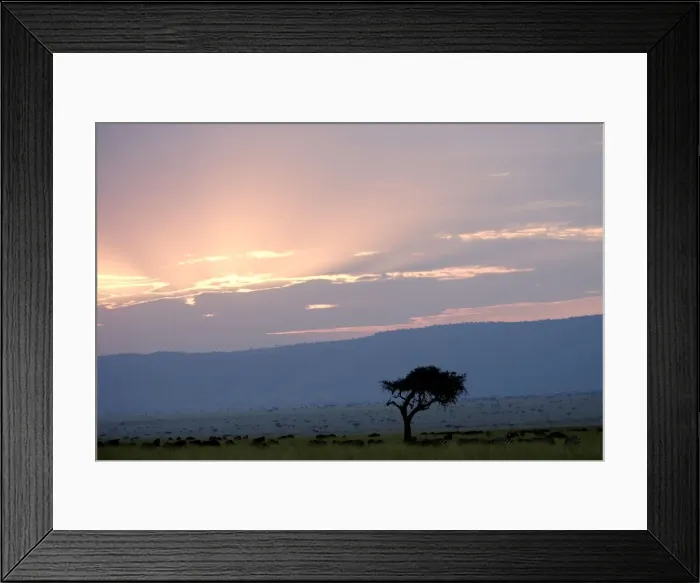Framed Print : Savannah - Masai Mara - Kenya Framed Print : Savannah - Masai Mara - Kenya