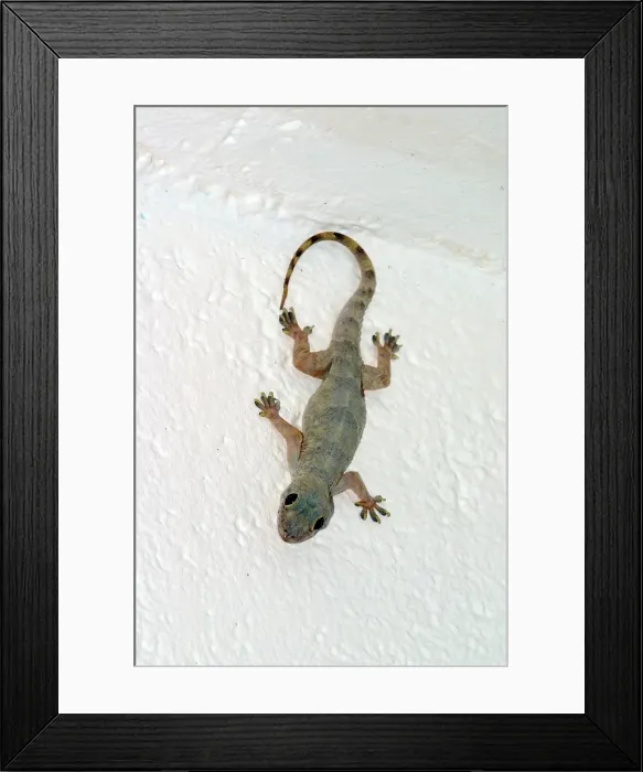 Framed Print : Gecko. WAT-10607. Gecko. Mayotte. Hemidactylus mabouia Framed Print : Gecko. WAT-10607. Gecko. Mayotte. Hemidactylus mabouia