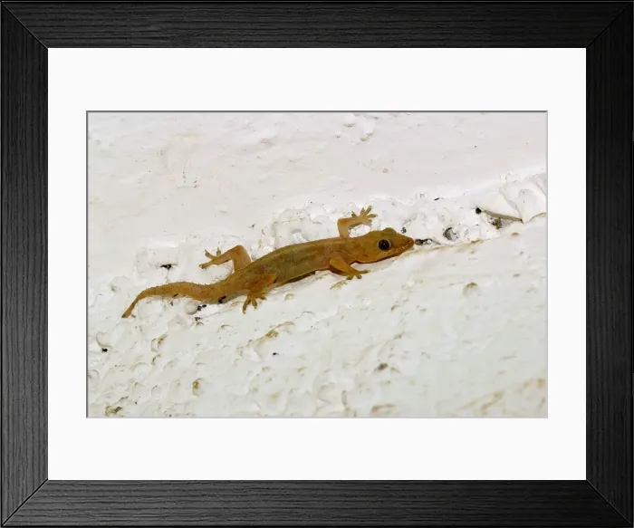 Framed Print : Gecko. WAT-10608. Gecko. Mayotte. Hemidactylus mabouia Framed Print : Gecko. WAT-10608. Gecko. Mayotte. Hemidactylus mabouia