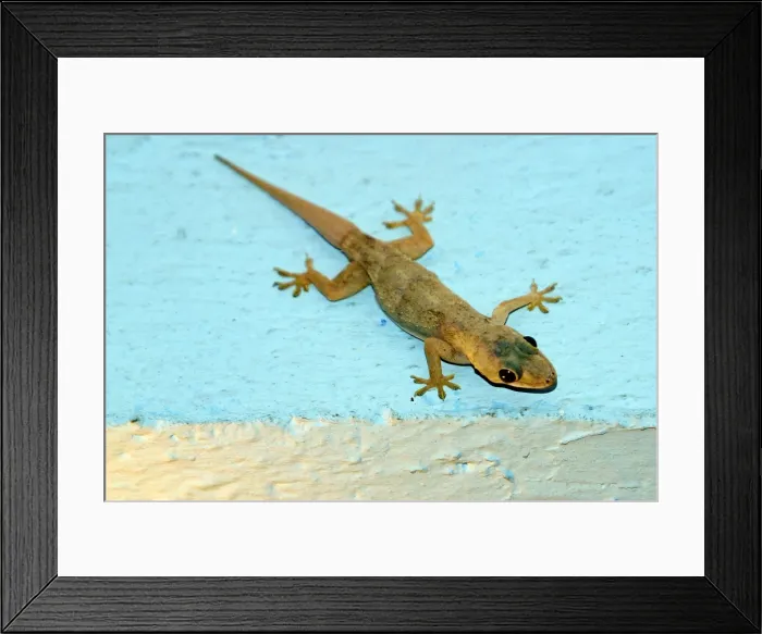 Framed Print : Gecko. WAT-10610. Gecko. Mayotte. Hemidactylus mabouia Framed Print : Gecko. WAT-10610. Gecko. Mayotte. Hemidactylus mabouia