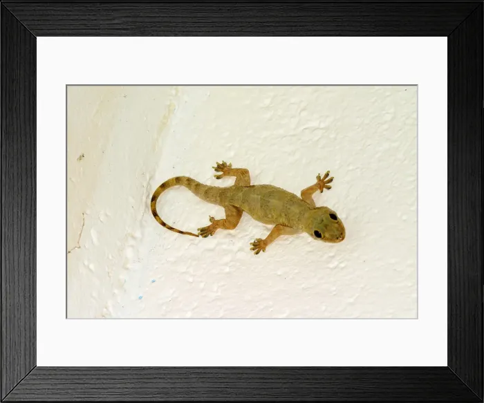 Framed Print : Gecko. WAT-10614. Gecko. Mayotte. Hemidactylus mabouia Framed Print : Gecko. WAT-10614. Gecko. Mayotte. Hemidactylus mabouia