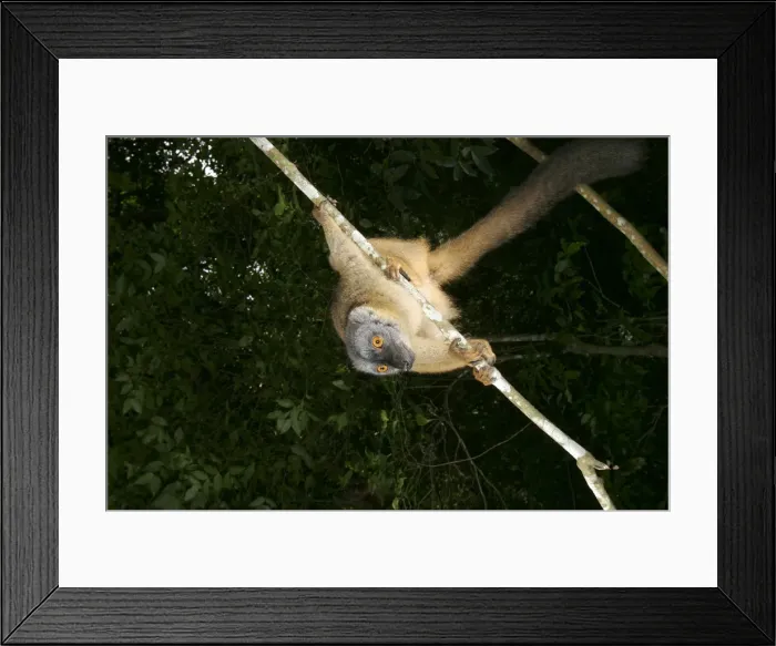 Framed Print : Brown lemur Mayotte, Indian Ocean Framed Print : Brown lemur Mayotte, Indian Ocean