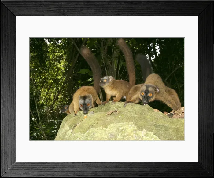 Framed Print : Brown Lemur of Mayotte Mayotte, Indian Ocean Framed Print : Brown Lemur of Mayotte Mayotte, Indian Ocean