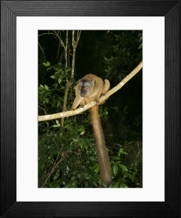 Framed Print : Brown Lemur of Mayotte Mayotte, Indain Ocean Framed Print : Brown Lemur of Mayotte Mayotte, Indain Ocean