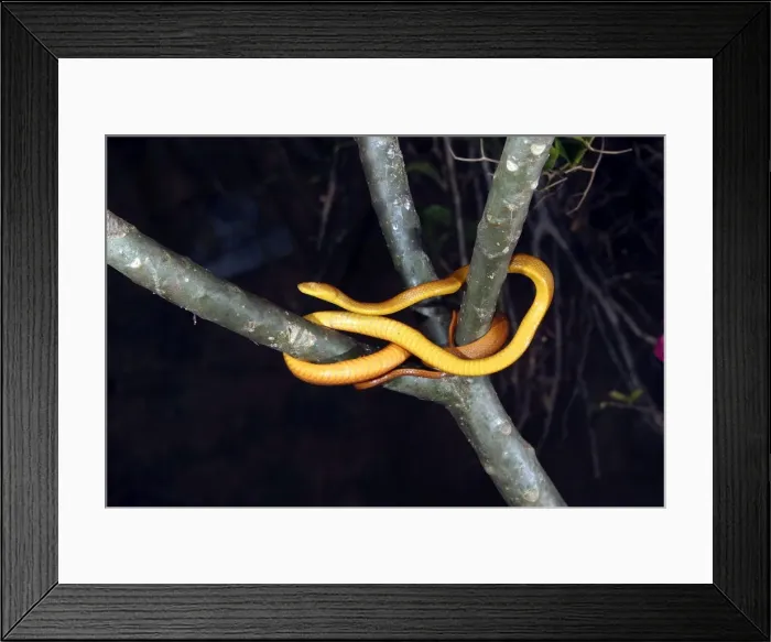 Framed Print : Tree Snake - female Mayotte, Indian Ocean Framed Print : Tree Snake - female Mayotte, Indian Ocean