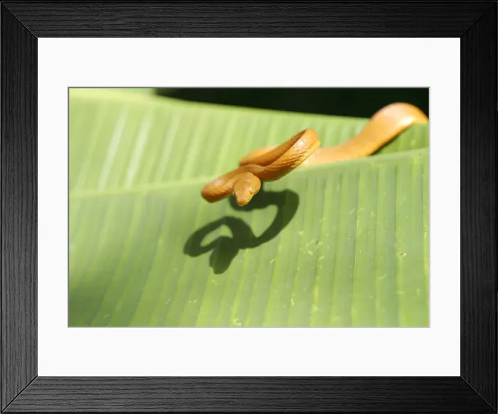 Framed Print : Tree Snake - female Mayotte Island, Indian Ocean Framed Print : Tree Snake - female Mayotte Island, Indian Ocean