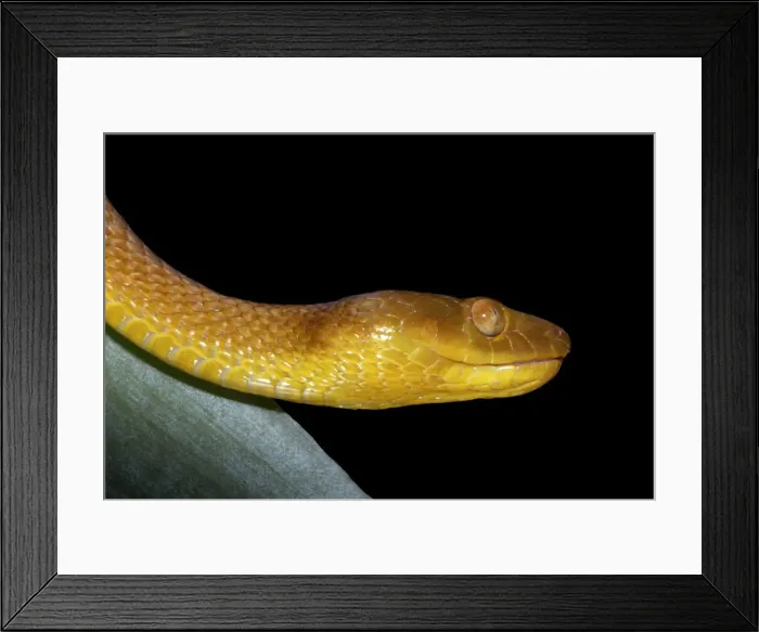 Framed Print : Tree Snake - female Mayotte Island, Indian Ocean Framed Print : Tree Snake - female Mayotte Island, Indian Ocean
