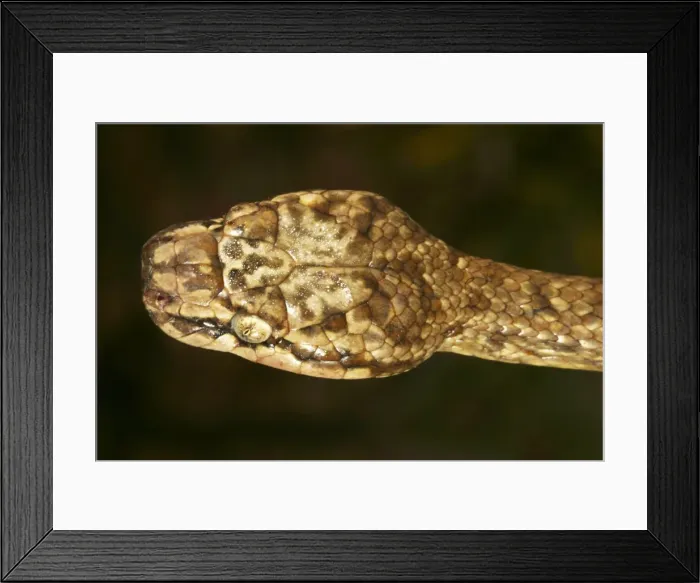 Framed Print : Tree Snake - male Mayotte Island, Indain Ocean Framed Print : Tree Snake - male Mayotte Island, Indain Ocean