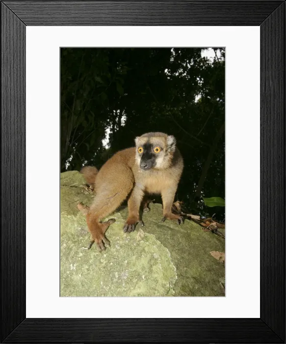 Framed Print : Brown Lemur of Mayotte Mayotte Island, Indian Ocean Framed Print : Brown Lemur of Mayotte Mayotte Island, Indian Ocean