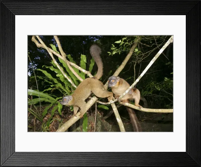 Framed Print : Brown Lemur of Mayotte Mayotte Island, Indian Ocean