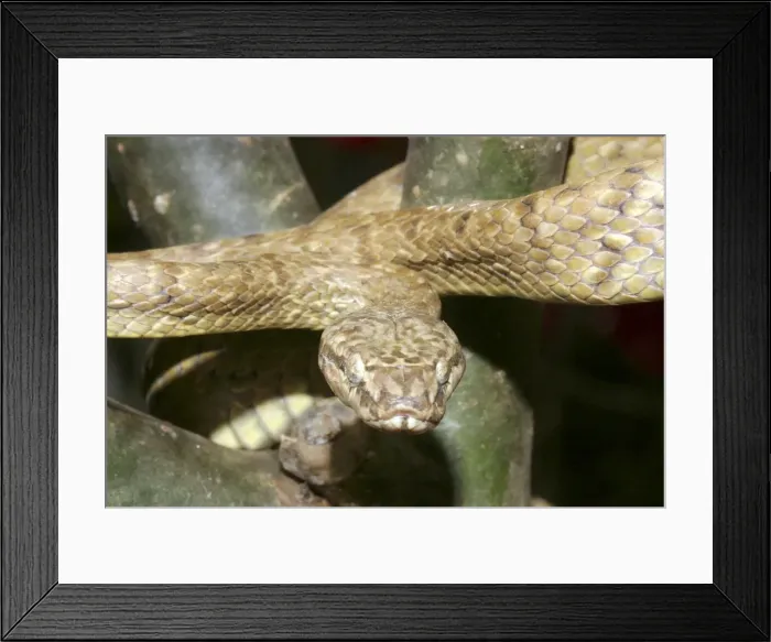 Framed Print : Tree Snake - male Framed Print : Tree Snake - male