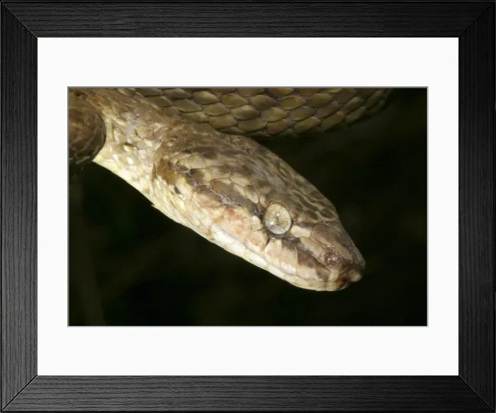 Framed Print : Tree Snake - male Mayotte Island, Indian Ocean Framed Print : Tree Snake - male Mayotte Island, Indian Ocean